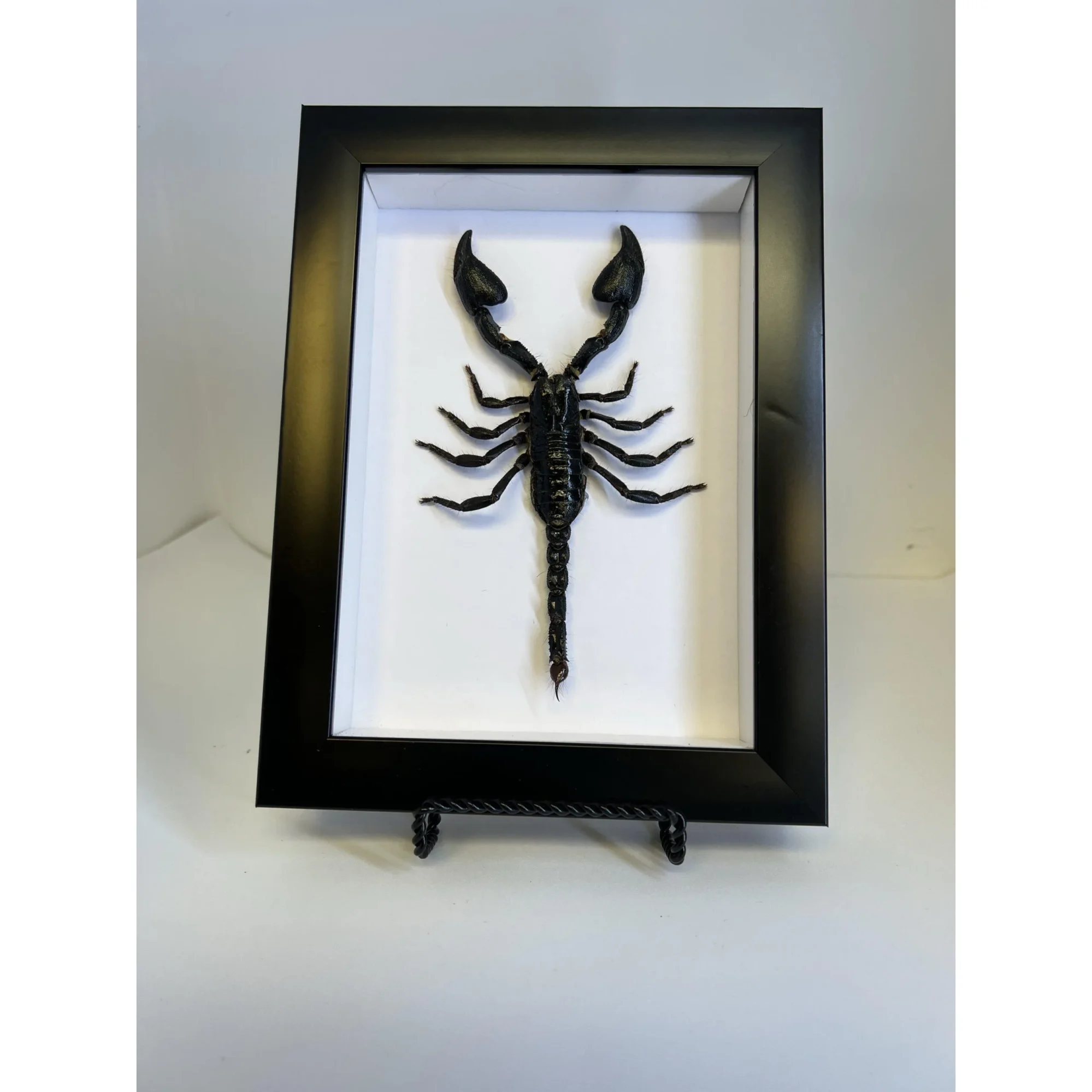 Scorpion, Professionally Framed Prehistoric Online