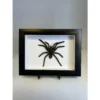 Spider, Professionally Framed, Huge Prehistoric Online