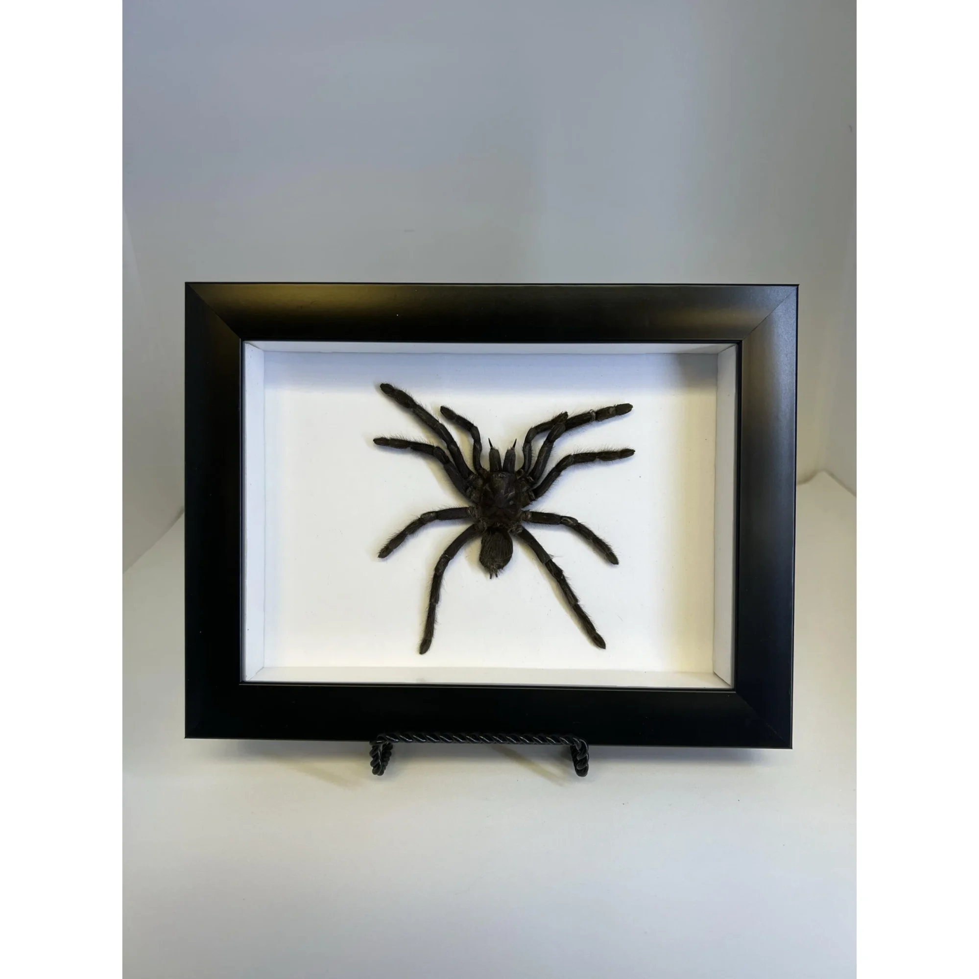 Spider, Professionally Framed, Huge Prehistoric Online