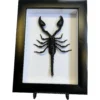 Scorpion, Professionally Framed Prehistoric Online