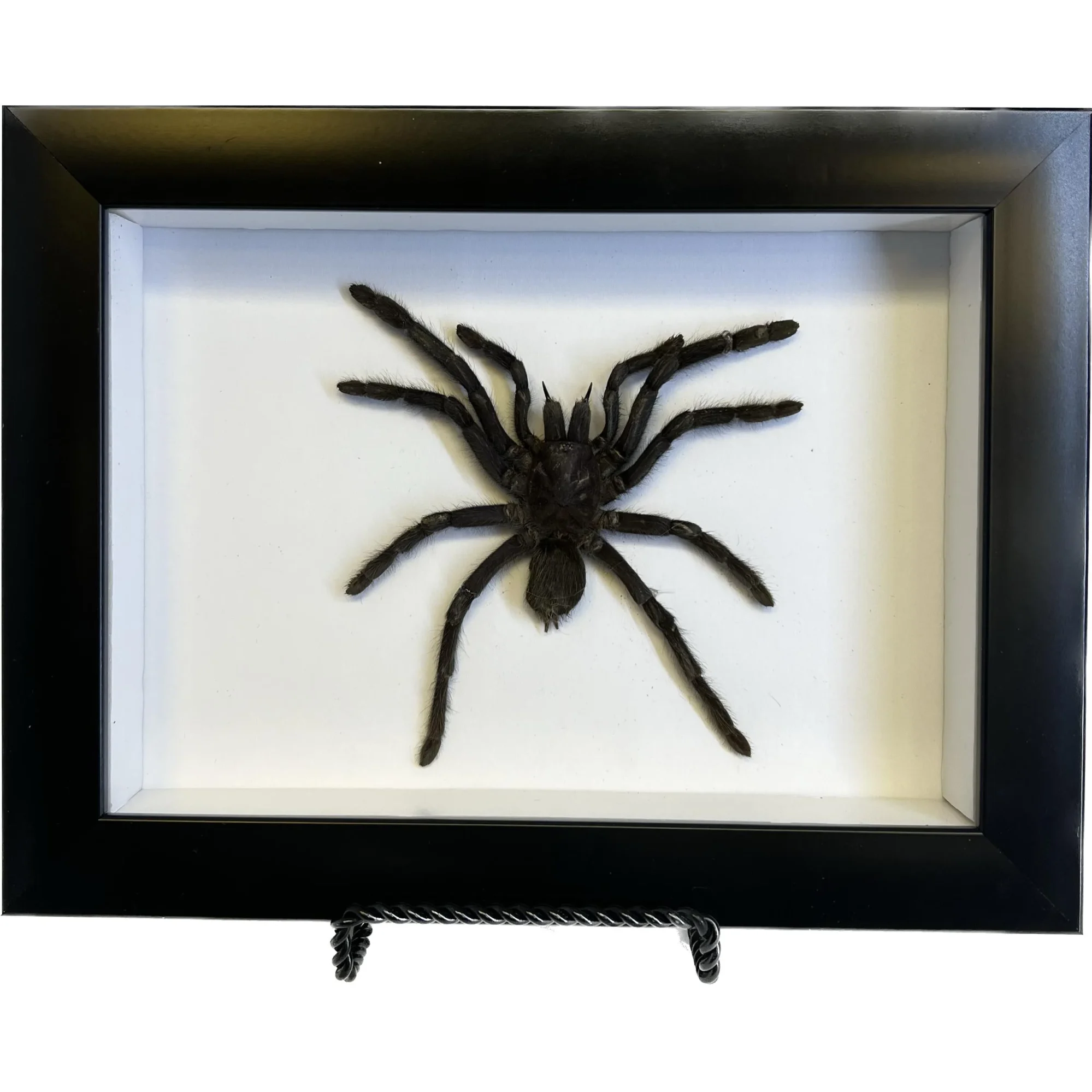 Spider, Professionally Framed, Huge Prehistoric Online