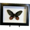 Butterfly in Professional frame Prehistoric Online