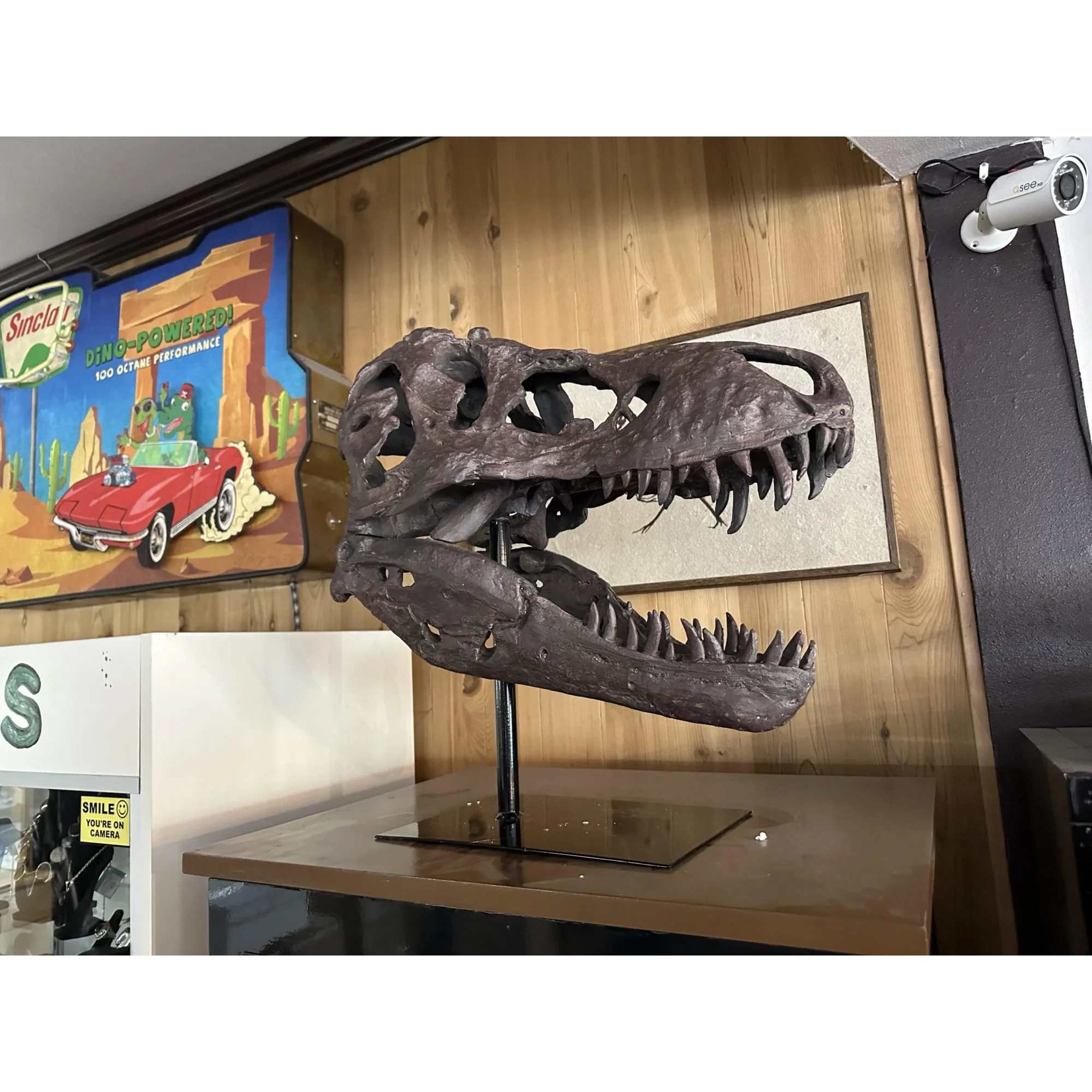 Trex Skull Replica on custom stand Prehistoric Online