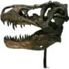 Trex Skull Replica on custom stand Prehistoric Online