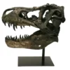 Trex Skull Replica on custom stand Prehistoric Online