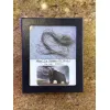 Woolly Mammoth Hair Prehistoric Online