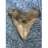 Very Rare Megalodon Tooth, S. Georgia 5.50″ length 5″ width Prehistoric Online