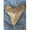 Very Rare Megalodon Tooth, S. Georgia 5.50″ length 5″ width Prehistoric Online