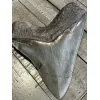 Very Rare Megalodon Tooth, S. Georgia 5.50″ length 5″ width Prehistoric Online