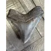 Very Rare Megalodon Tooth, S. Georgia 5.50″ length 5″ width Prehistoric Online