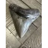 Very Rare Megalodon Tooth, S. Georgia 5.50″ length 5″ width Prehistoric Online