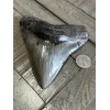 Very Rare Megalodon Tooth, S. Georgia 5.50″ length 5″ width Prehistoric Online