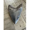 Megalodon Tooth, 4.20 inches Prehistoric Online