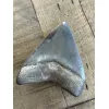 Megalodon Tooth, 4.20 inches Prehistoric Online