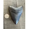 Megalodon Tooth, 4.20 inches Prehistoric Online