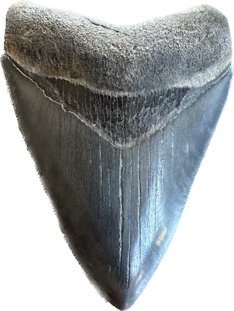 Megalodon Tooth, 4.20 inches