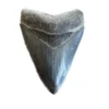 Megalodon Tooth, 4.20 inches Prehistoric Online