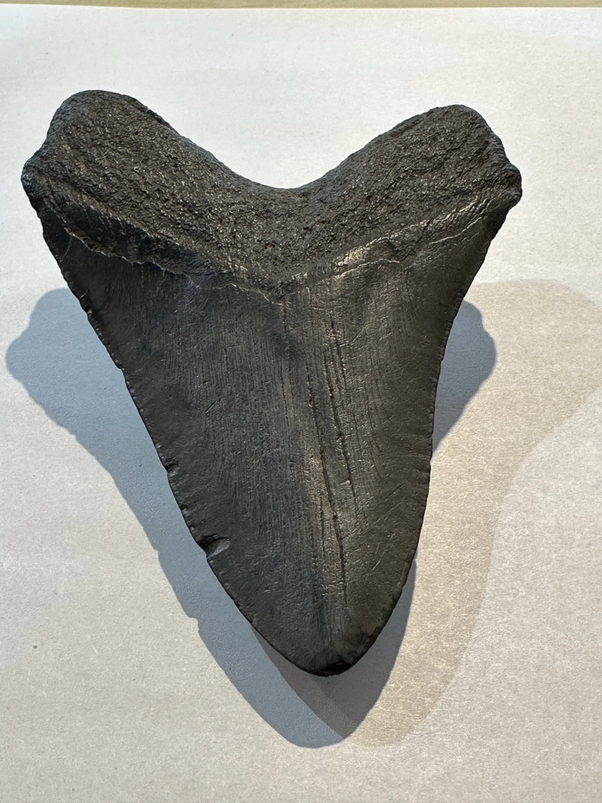 Megalodon Tooth, 6.20 inches Prehistoric Online