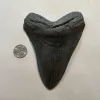 Megalodon Tooth, 6.20 inches Prehistoric Online