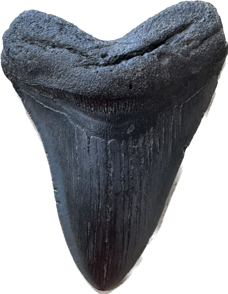 Megalodon Tooth, 6.20 inches