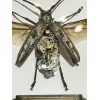 Steampunk Batocera Beetle Prehistoric Online