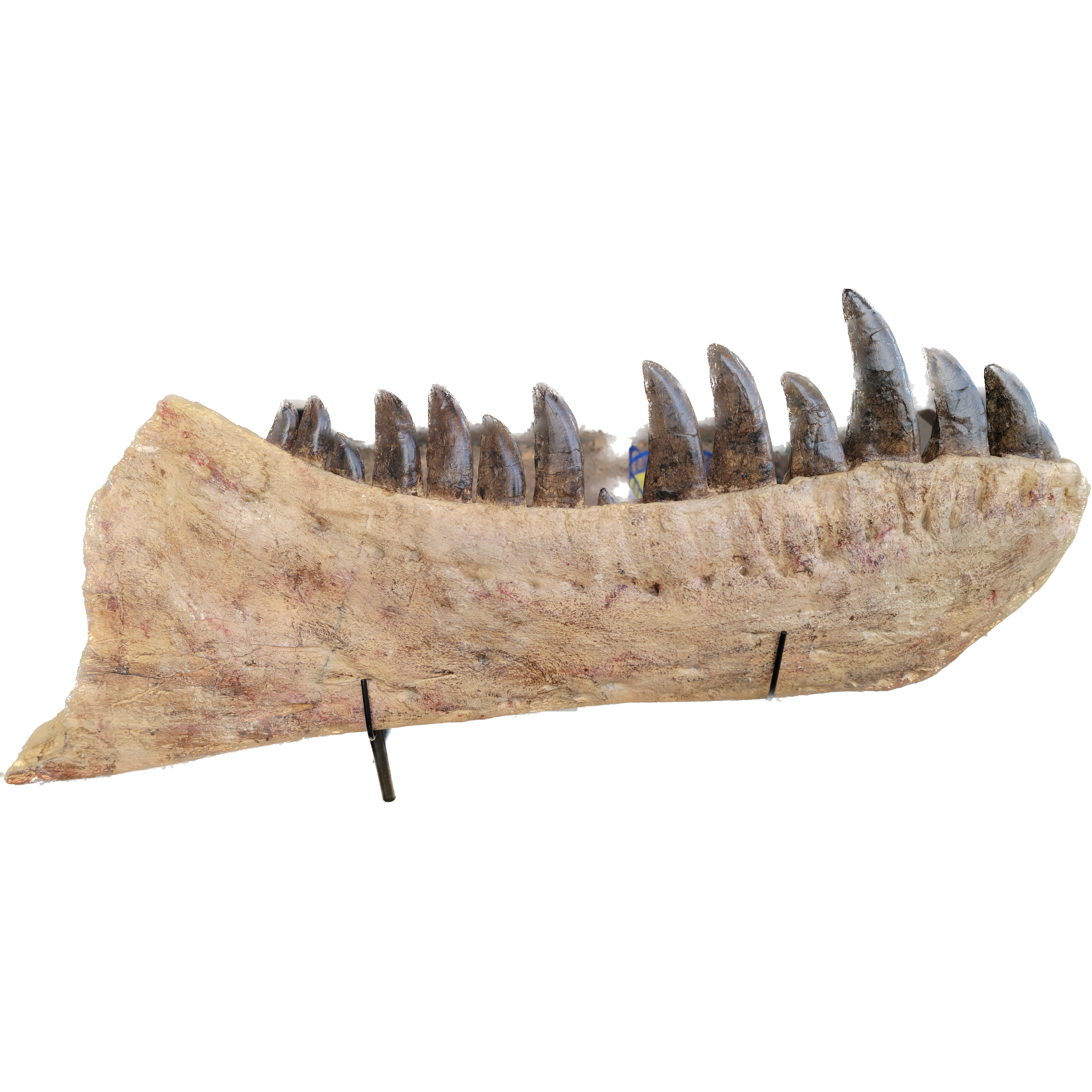 Tarbosaurus Bataar replica jaw Prehistoric Online