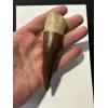 Spinosaurus tooth, Morocco, 5 inches Prehistoric Online