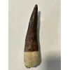 Spinosaurus tooth, Morocco, 5 inches Prehistoric Online