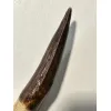 Spinosaurus tooth, Morocco, 5 inches Prehistoric Online