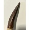 Spinosaurus tooth, Morocco, 5 inches Prehistoric Online