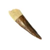 This is a picture of a Spinosaurus tooth which possesses an an intact brown enamel and a white root.