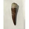 Spinosaurus tooth, Morocco, 4 inch Prehistoric Online