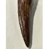 Spinosaurus tooth, Morocco, 4 inch Prehistoric Online