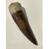 Spinosaurus tooth, Morocco, 4 inch Prehistoric Online