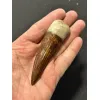 Spinosaurus tooth, Morocco, 4 inch Prehistoric Online