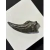 Trex claw Replica, 4 1/2 inches Prehistoric Online