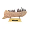 tarbosaurus jaw section replica, 1 of a kind