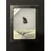 Nanotyrannosaur fossil tooth replica Prehistoric Online