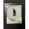 Teratophoneus fossil tooth replica Prehistoric Online