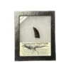 Gorgosaurus fossil tooth replica Prehistoric Online