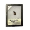 Nanotyrannosaur fossil tooth replica Prehistoric Online