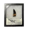 Teratophoneus fossil tooth replica Prehistoric Online