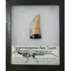 Trex fossil tooth replica Prehistoric Online