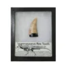 Trex fossil tooth replica Prehistoric Online