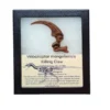 Velociraptor killing claw replica Prehistoric Online