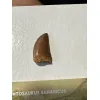 Carcharodontosaurus tooth, gem case Prehistoric Online