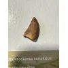 Carcharodontosaurus tooth, gem case Prehistoric Online