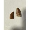 Carcharodontosaurus tooth, gem case Prehistoric Online