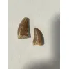 Carcharodontosaurus tooth, gem case Prehistoric Online