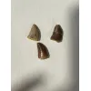 Carcharodontosaurus tooth, gem case Prehistoric Online